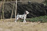 DALMATIEN 015